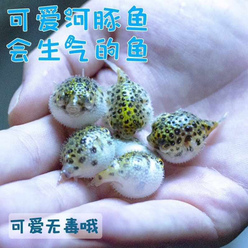 Freshwater Pufferfish, Golden Doll Ornamental Fish, Zebra Doghead Fish, Snail-Removing Submarine Fish, Cute, Easy to Raise, Durable and Cute
