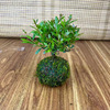 Base direct criticism of micro -landscapes, moss balls, small Chinan, nourish aquarium, pelvic pelvic pelvation, raw pelvation, leaf -viewing plant small potted plants