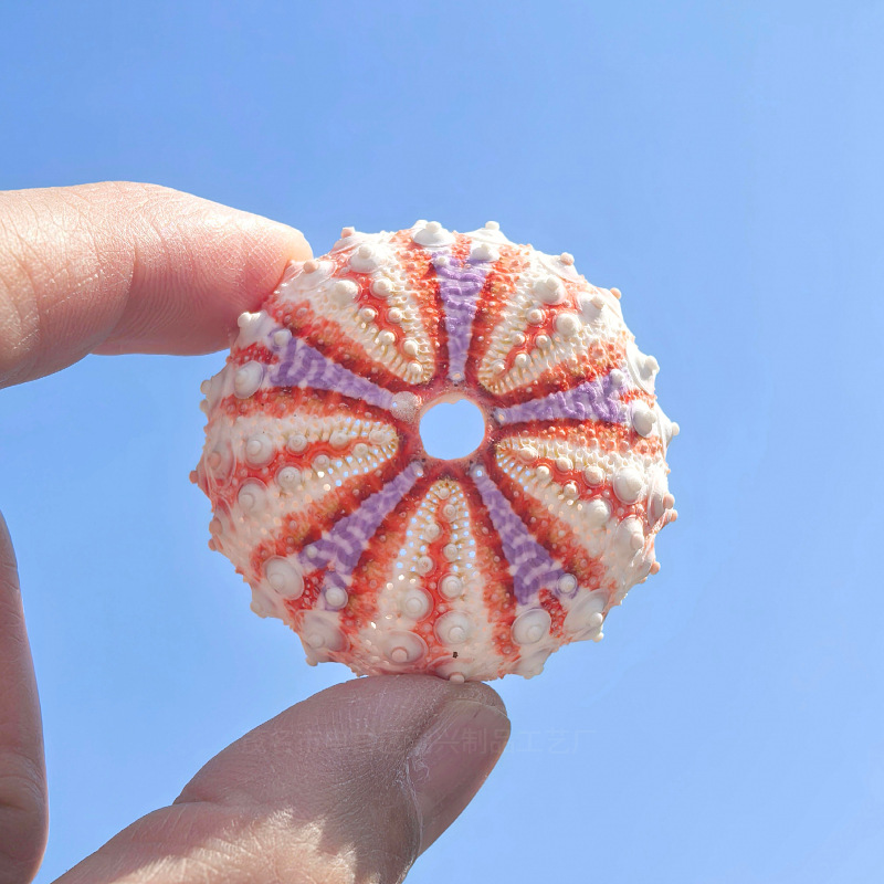 Medal sea urchin shell 3.5-4cm 1 piece