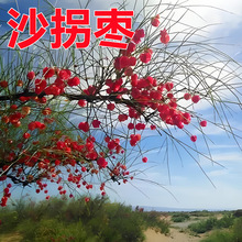 ɳ�՗��N�����l ��ɳ���hɳ��ɳĮ�G�����̷��L��ɳ��ľɳ���;G