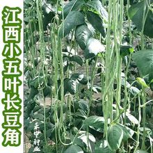 С���~�L���ǷN�������N�Ӳˈ@�׷N�߲˷N�Ӹ߮aС�~�L���ǷN��