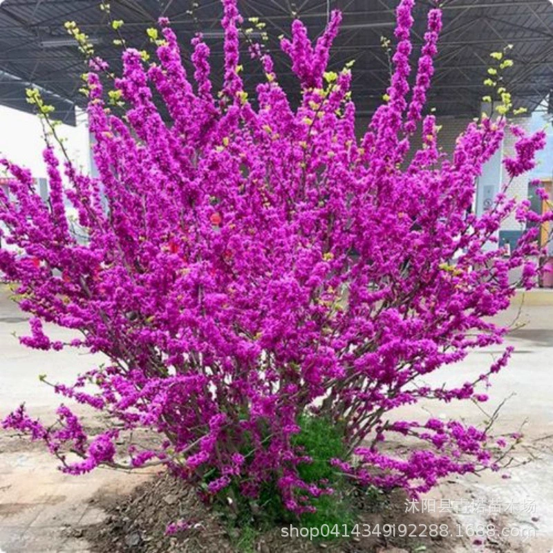 Продать Bauhinia поставка ландшафта озеленение Bauhinia долгосрочная продажа Bauhinia теперь копать сейчас продать $