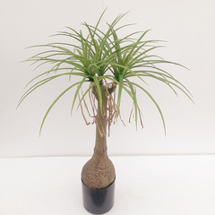 仿真綠植假植物龍血樹高仿綠植盆栽客廳綠植假樹大型擺件綠植帶盆