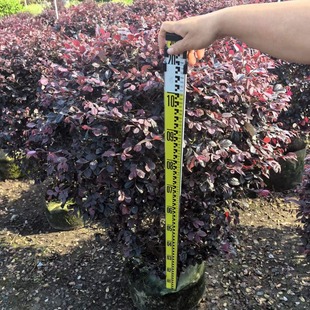 ���ع����G����������NҎ��t�^ľ���ľ�^�p���;G�h�G��ֲ��