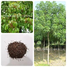 散装重阳木种子 重阳木净种子 园林绿化景观林木庭院观赏树种子