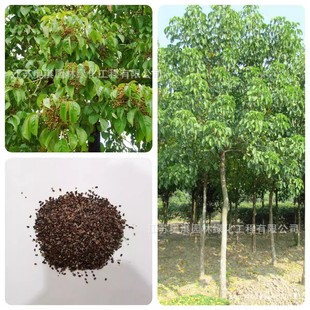 ɢ�b���ľ�N�� ���ľ���N�� �@�־G�����^��ľͥԺ�^�p��N��