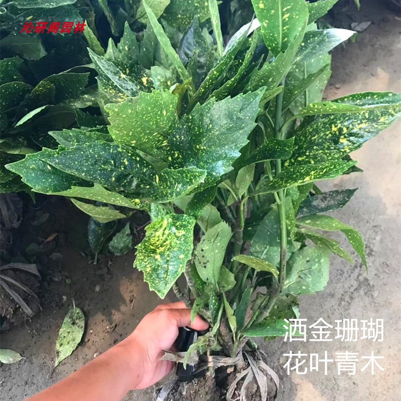 小叶栀子花锦绣杜鹃毛鹃 八角金盆花 叶青木洒金珊瑚庭院盆栽花卉