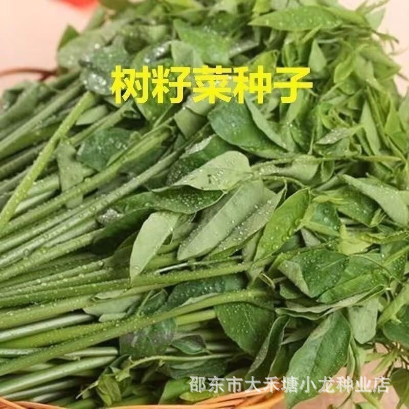 【Shuzai Vegetable Seeds】Tianlvxiang Shuzai Vegetable Seeds from Hainan Wuzhishan, Chaoshan Wild Vegetable Seeds