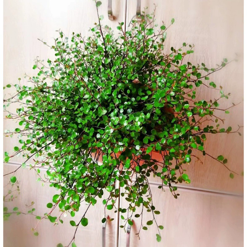 Хлорофитум маятник в горшке, лиственное растение, многолетнее, подвесное украшение для стола, зеленое растение, вечнозеленое, большой горшок, бесплатная доставка