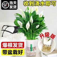 带花白掌一帆风顺盆栽室内水培植物办公室四季开花卉易活红掌花卉