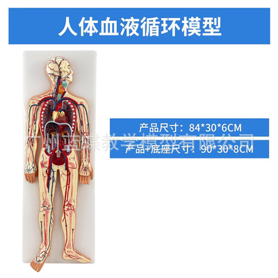 人体血液循环系统模型全身内脏器官解剖教学教具心脏血管演示模型