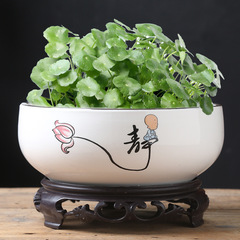 Wholesale hydroponic flower pots, ceramic moneywort, duckweed bowl lotus, money grass, water lily, lotus flower, Zamioculcas zamiifolia large pot