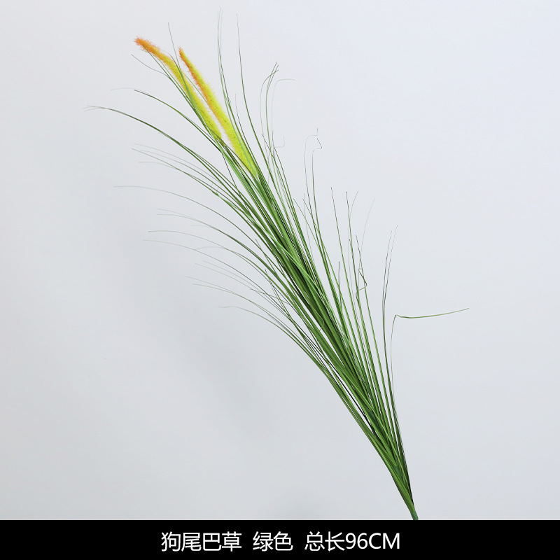 Dog Tail grass green