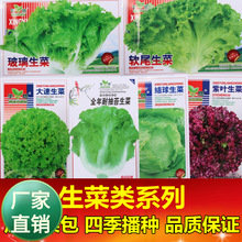 蔬菜种子阳台种植四季奶油生菜种子四季播口感好可生吃有机生菜籽