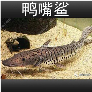 �����������~���w���y�����~��ˮ���~�������͟Ꭷ�^�p�~���]����