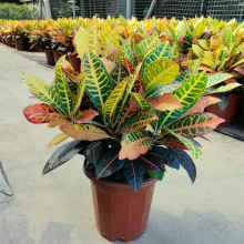 ׃�~ľ�����҃�ͥԺ�����߲�׃ɫľ�ļ��͟���~���״��Gֲ�G����