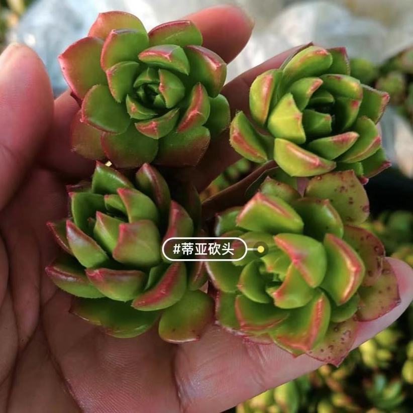 80种多肉植物砍头苗无根批发多肉种植贵货易养活多肉小苗DIY种子