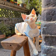 夏の袖なし猫服エアコン服毛落ち防止デヴィンスフィンクスなど猫と同じタイプの猫ベスト