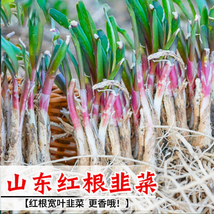 紫根韭菜根苗水培盆栽小叶独根紫色韭菜籽宽叶紫根细叶四季-阿里巴巴