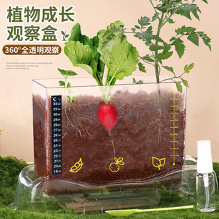 Children's Plant Transparent Observation Box Children's Student Planting Cup Educational Science and Education Toys Fruits and Vegetables Roots Flowers