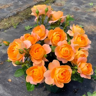 Juice Balcony Rose Potted Large Seedlings Rose Seedlings Blooming in All Seasons with Buds Yellow and Red Seedlings Four-Season Shrubs