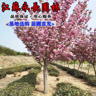 Japanese Evening Cherry Saplings Bloom in the Same Year, Early Cherry Saplings Potted Ground Planting Courtyard Planting House Cold-Resistant Large Scenery