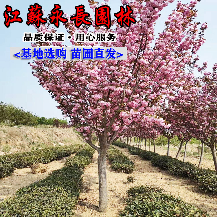 日本晚樱花树苗当年开 早樱苗盆栽地栽庭院种植别墅耐寒大型风景