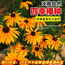 ���ľշN�ӽ��ջ��N���Ӷ������ļ��׻�ͥԺ���Ի��ѻ����L�ͺ�