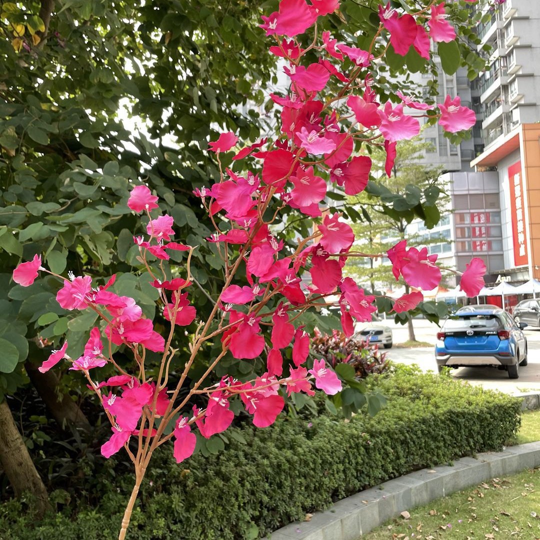 Gran laifei bailando Azul Rosa Roja