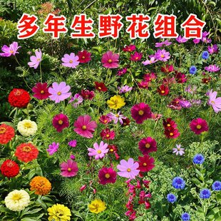 Four-Season Sowing and Blooming Wildflower Combination Flower Seeds for Outdoor Courtyard Easy-To-Live Flower Seeds, Complete Flower Seeds, Flower Seeds