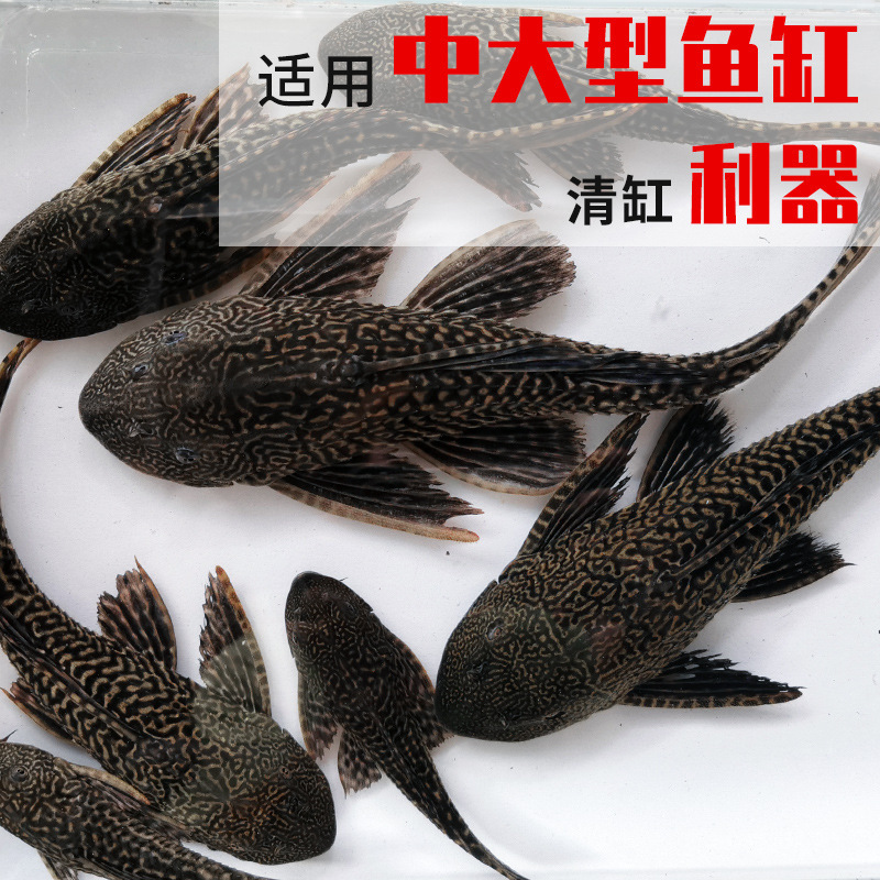 Cleaner Fish Tank Cleaner Fish Ornamental Tropical Freshwater Cold Water Fish Specializes in Eating Feces, Garbage, Feces, Cleaning Algae and Residual Bait