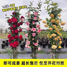 �Nޱ�����ٱ��¼��󻨝���ͥԺ�ļ��_������ֲ�ﻨ�������̨õ��