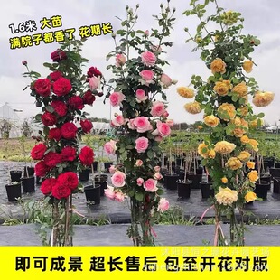 �Nޱ�����ٱ��¼��󻨝���ͥԺ�ļ��_������ֲ�ﻨ�������̨õ��