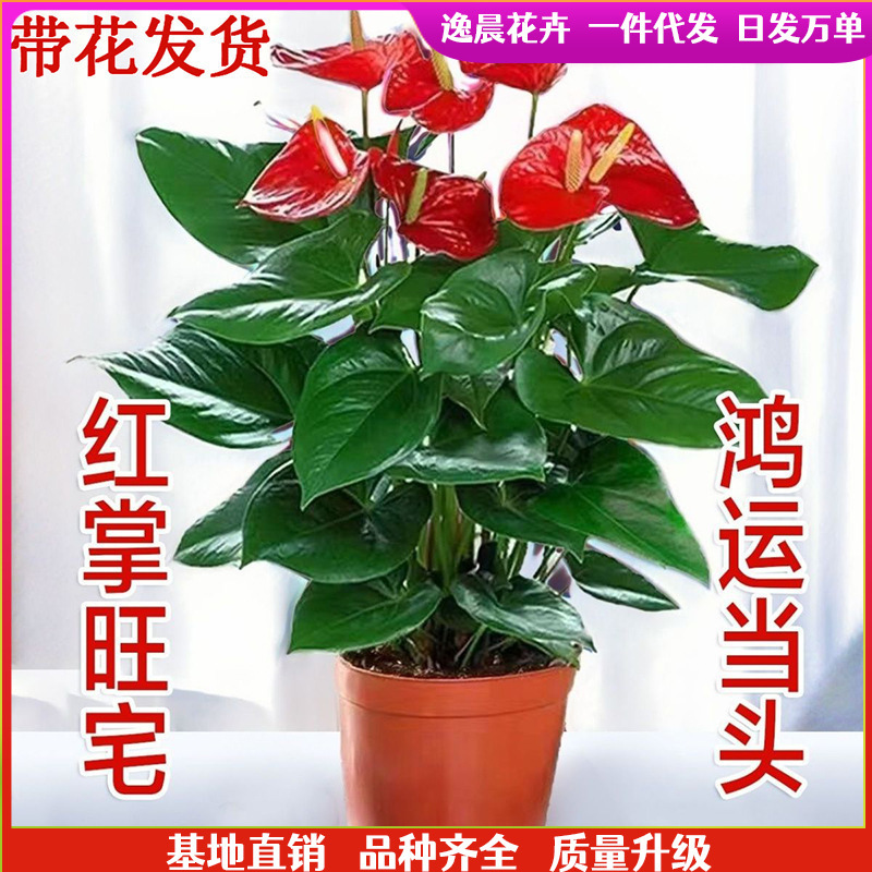 Anthurium andraeanum White Palm Potted Plants with Flowers Smooth Sailing Flowers and Plants Indoor Green Plants Hydroponics Good Farming in Four Seasons Anthurium andraeanum White Palm Potted Plants with Flowers Smooth Sailing Flowers and Plants Indoor Green Plants Hydroponics Good Farming in Four Seasons