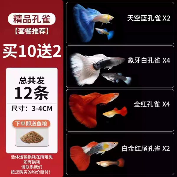 [Excellent Mix and Match] 5 pairs of premium guppies get 1 pair free, total 12 pieces☆