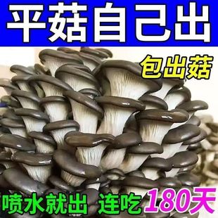 ���rĢ��������ͥ�҃�ʳ��ƽ�����乽ֱ�l�r�����ļ����N�ҷN����