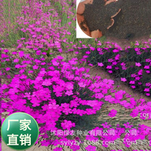 ���l�������޸��ر������N����Ůʯ���·N����Ůʯ��õ�tʯ�񻨷N