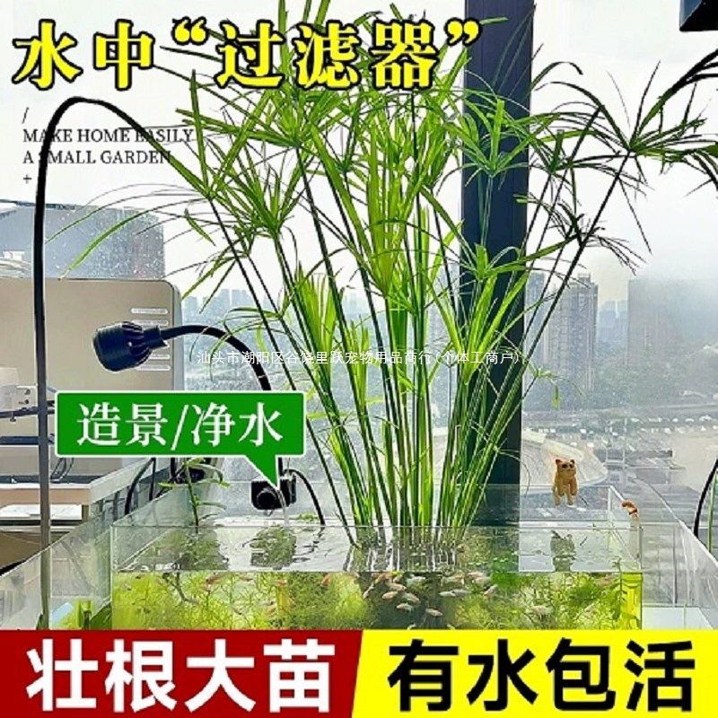 Гидропонные растения, водный бамбук, сухая зонтичная трава, ландшафтный дизайн аквариума, очистка воды, водные растения, пруды для рыбы, аквариумы для черепах, игрушки для домашних животных.