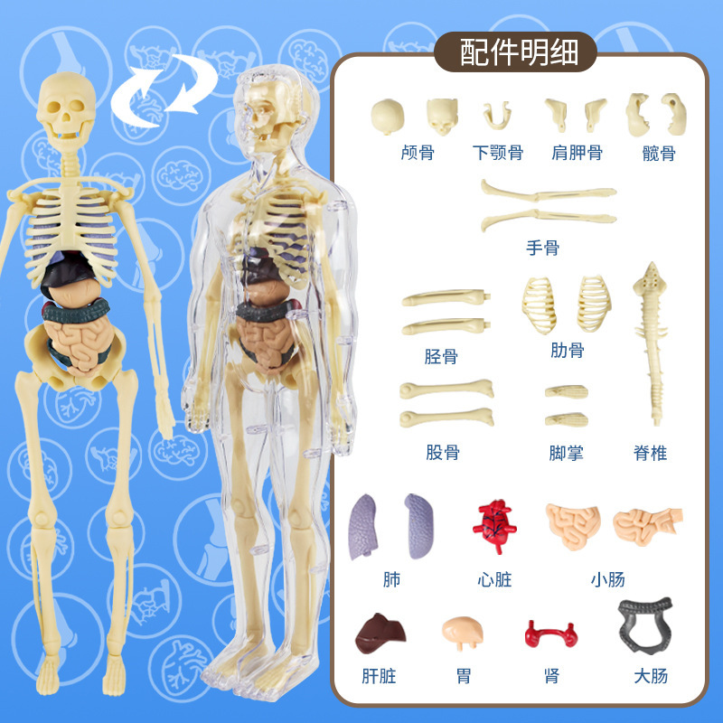 全透明人体模型【袋装】+中英文彩绘说明书