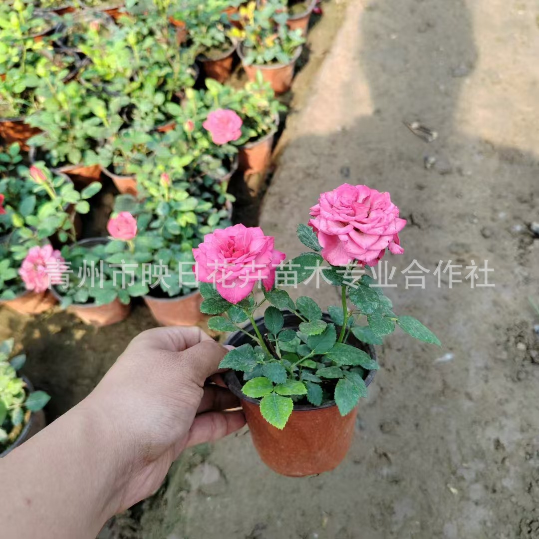 玫瑰月季四季玫瑰微型玫瑰盆栽基地道路公园绿化栽植多年生耐寒旱
