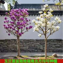 乔木;盆栽;灌木