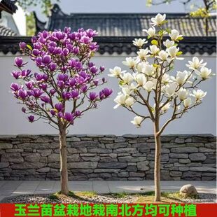 ���m�������ֱ�lͥԺ�҃���Nֲ�t���m �����m �S���m Ҏ���Rȫ