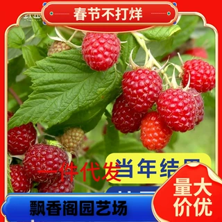 一件代发虹越树莓苗覆盆子果苗盆栽水果树阳台南北方种植多年生耐