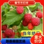 虹越多年生盆栽种植阳台