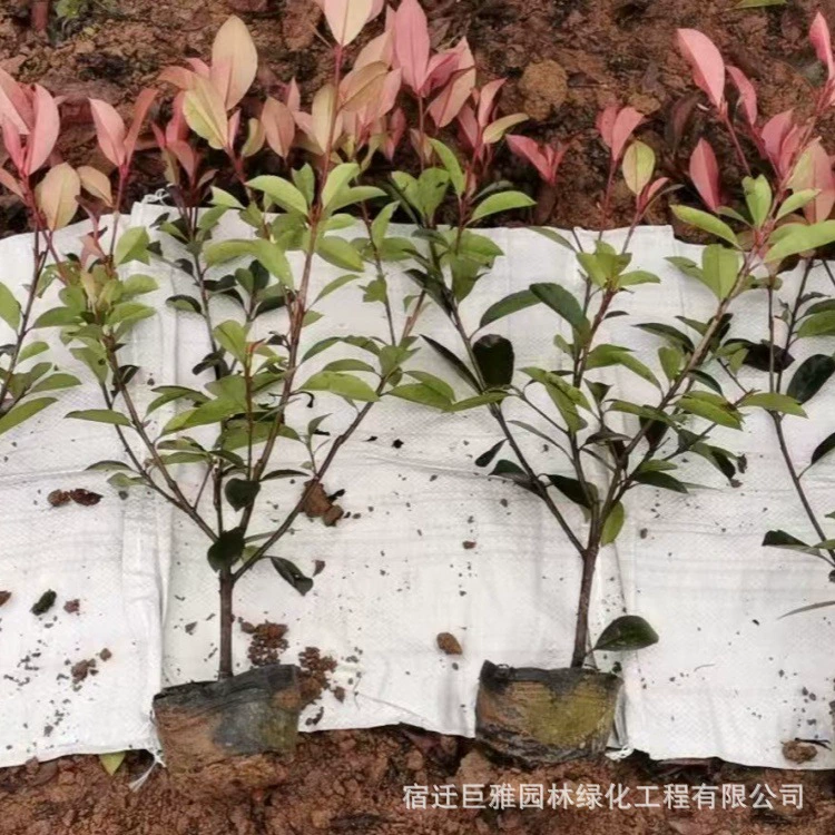 Саженцы боярышника с красными листьями, вечнозеленые саженцы для зеленения двора, саженцы боярышника с большой чашкой, пламенно-красные саженцы для забора