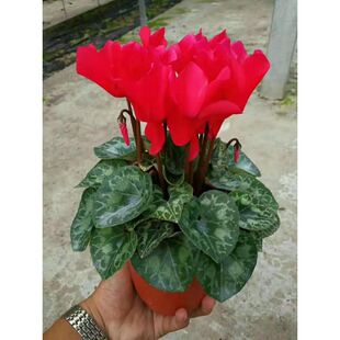 New Product Xianke Lai Potted Plants with Florals Shipped Good for Indoor Florals All Year Round Florals Balcony Indoor Potted Plants Guan Zhaozhi Zheng