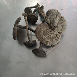 灵芝;其他药食同源;代用/养生茶