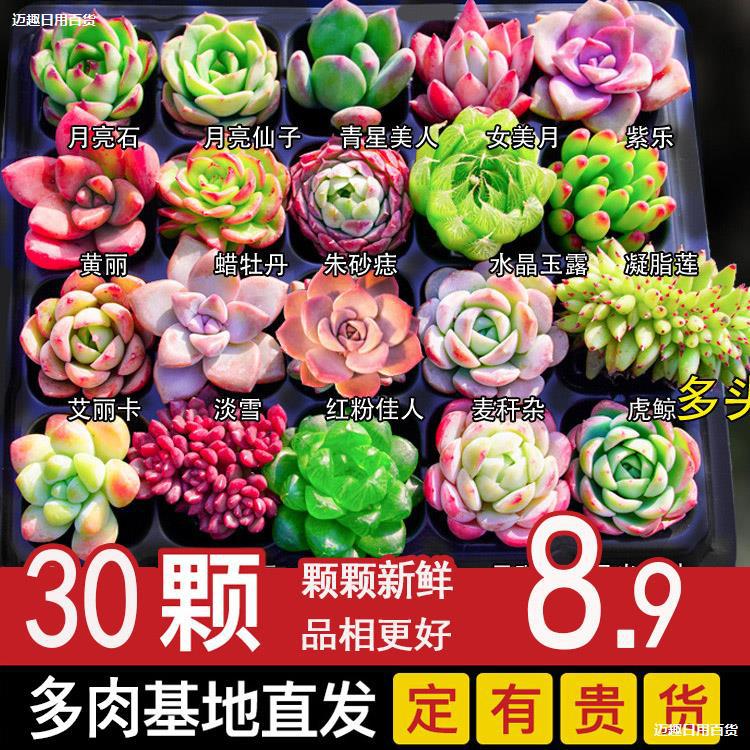 Plantas suculentas en maceta de interior, flores de carne de jade, plantas verdes de plántulas, importación de granos fáciles de cultivar.
