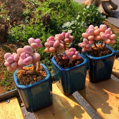 수입 오래된 복숭아알 3개, 나무당 머리 3개(메인 사진)