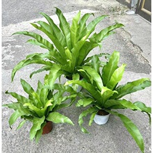�B��ާ�F��ާ��ꎺ��B���҃��k�������ԃ����՚��^�~�Gֲ�쾰����